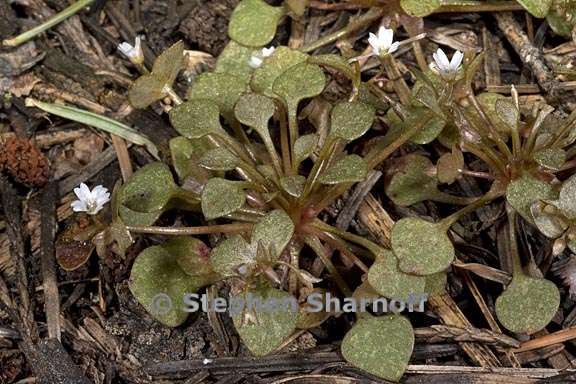 claytonia rubra ssp rubra 2 graphic